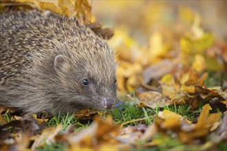 European hedgehog (Erinaceus europaeus) adult animal on an urban garden grass lawn with fallen