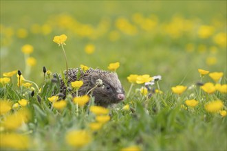 European hedgehog (Erinaceus europaeus) adult in a spring meadow with flowering Buttercup plants,