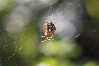 Cross spider, September, Germany, Europe