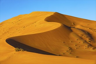 Wind-sculpted curved sand dunes with green vegetation, in the Rub al Khali desert, Dhofar province,