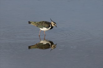 Northern lapwing (Vanellus vanellus) adult wading bird feeding in shallow water, England, United