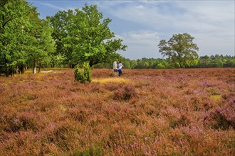 Heath landscape with hikers, Schneverdingen, Lüneburg Heath, Lower Saxony, Germany, Europe