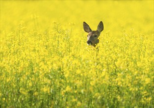 Roe deer (Capreolus capreolus), doe standing in a yellow rapeseed field, rapeseed (Brassica napus),