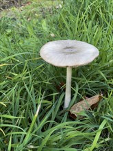 Toadstool poisonous mushroom Willow Shield mushroom (Pluteus salicinus) grows in meadows on