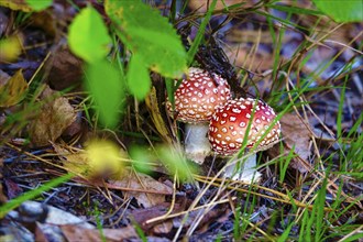 Fly agaric (Amanita muscaria), Lusatia, Saxony, Germany, Europe