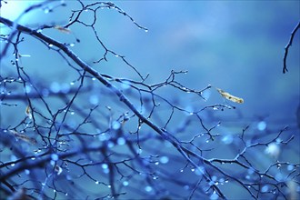 Branches with water drops, autumn, Germany, Europe