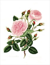 Rosa provincialisa, common provence rose, Rose, Historic noble rose, Rose cultivar, Illustration