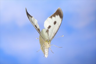 Cabbage butterfly (Pieris brassicae) in flight, against a blue background with white clouds,