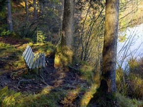 Wooden bench in the forest