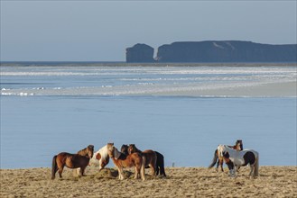 Icelandic horses (Equus islandicus) in winter, Skagafjörður, Norðurland, Iceland, Europe