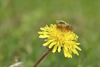 European tree frog (Hyla arborea) sitting on a yellow dandelion flower (Taráxacum), Lake Neusiedl