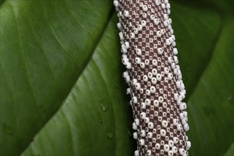 Anthurium Hookeri, close-up with patterns and textures, Princess of Wales Conservatory, Royal