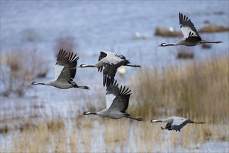 Common crane (Grus grus), Hornborga, Sweden, Europe