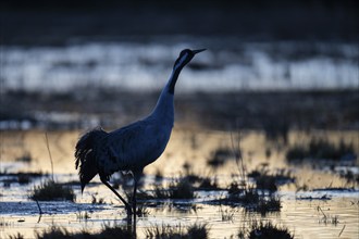 Common crane (Grus grus), Hornborga, Sweden, Europe