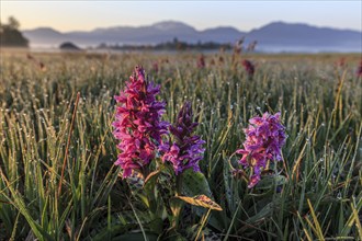 Orchids, orchids, morning dew, morning light, spring, Loisach-Lake Kochel moor, Kochler mountains,