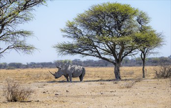 Southern white rhinoceros (Ceratotherium simum simum), rhino in the savannah under a tree, Khama