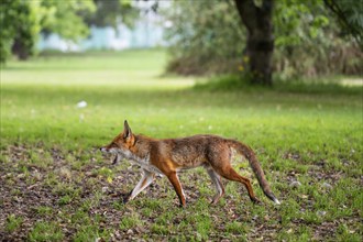 Red fox (Vulpes vulpes) running across a meadow under trees, Royal Botanic Gardens (Kew Gardens),