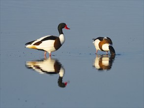 Common Shelduck (Tadorna tadorna), male and female adult birds, standing in a lagoon, with their