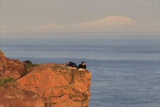 Puffin (Fratercula arctica), couple sitting on a cliff by the sea in the evening light of the