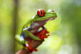 Red-eyed tree frog (Agalychnis callidryas), sitting on a branch, Heredia province, Costa Rica,