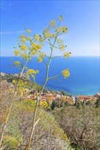 Taormina town, high angle view, Taormina, Sicily, Italy, Europe