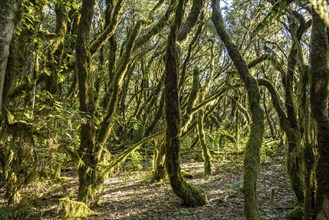 Forest in Garajonay National Park, UNESCO World Heritage Site on the island of La Gomera, Canary