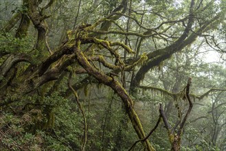 El Cedro laurel forest in Garajonay National Park, UNESCO World Heritage Site on the island of La