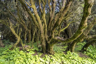 Laurel forest near La Llanía on El Hierro, Canary Islands, Spain, Europe