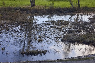 Reflections on the Old Elbe, floodplain, trees, Mühlberg Elbe, Elbe-Elster district, Brandenburg,