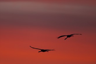 Crane (Grus grus), Hornborgorsjön, Sweden, Europe