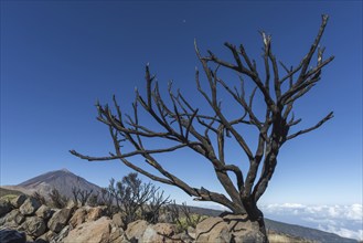 Panorama from the east over the Teide National Park, Parque Nacional del Teide, to Pico del Teide,