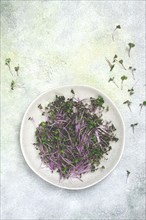 Fresh radish micro-greens, purple, on a plate, top view, no people