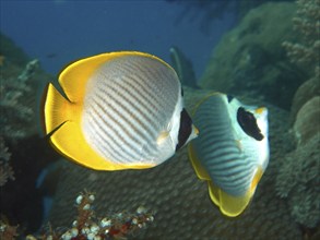 Two fish with yellow and white pattern, Panda butterflyfish (Chaetodon adiergastos), swimming in