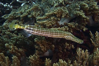 A striped fish, Chinese trumpetfish (Aulostomus chinensis), skilfully hiding in dense corals, dive