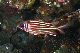 A striped fish, red squirrelfish (Sargocentron rubrum), swimming among colourful corals in the