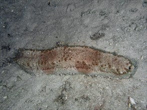 Sea cucumber, box sea cucumber (Thelenota anax), on sandy seabed presented in shades of grey and