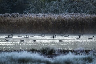 Canada Goose, Branta canadensis birds on winter Marshes