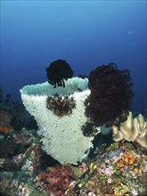 Large spiny tube sponge (Callyspongia (Cladochalina) aerizusa) surrounded by dark feather stars in