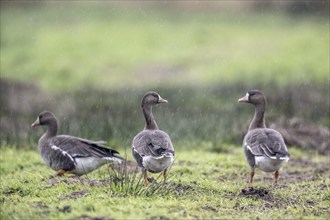 White-fronted Geese (Anser albifrons), East Frisia, Lower Saxony, Germany, Europe