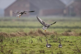 White-fronted Geese (Anser albifrons), East Frisia, Lower Saxony, Germany, Europe