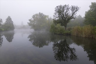 Foggy lake with trees and reflection in the water, quiet and mystical, Talaue, Waiblingen,