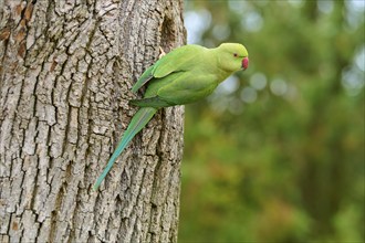 Green collared parakeet (Psittacula krameri), sitting in the nesting hole of a tree, looking