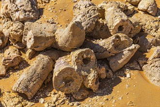 Rudists, tubular fossilised sea shells, Huqf rocky desert, Arabian Peninsula, Sultanate of Oman