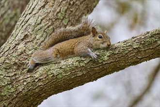 American grey squirrel (Sciurus carolinensis), lying relaxed on a tree branch covered with moss,