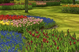 Park with blooming flower fields, spring, Keukenhof, Botanical Garden, Lisse, Netherlands