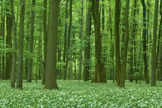 Dense forest with tall beech trees and wild garlic (Allium ursinum), in spring, Hainich National