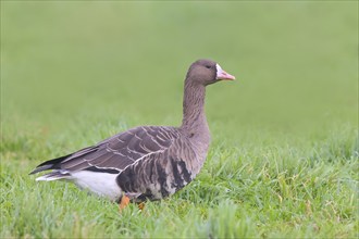 White-fronted goose (Anser albifrons), standing in a meadow in the wintering area, wildlife,