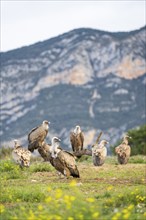 Gathering of griffon vultures (Gyps fulvus) at a flowering meadow in autumn, Pyrenees, Catalonia,