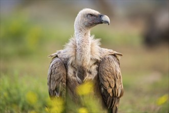 Griffon Vulture (Gyps fulvus) sitting on a flowering meadow in autumn, Pyrenees, Catalonia, Spain,