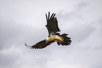 Bearded Vulture (Gypaetus barbatus) adult bird in flight, Pyrenees, Lleida, Spain, Europe